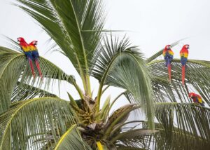 Guacamaya roja_Christian_Ziegler