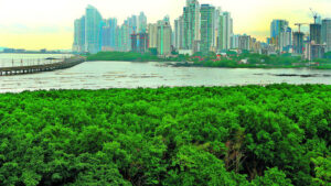 HUMEDAL BAHIA DE PANAMA