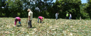 agrisub_0