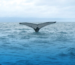whale-watching_byAnneGordon-01