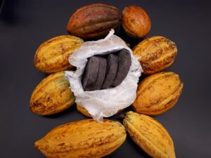 Frutas de cacao (2)