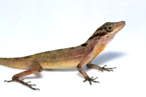 Slender anole lizard_John David Curlis