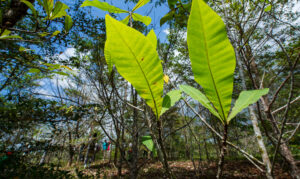 Terminalia amazonia