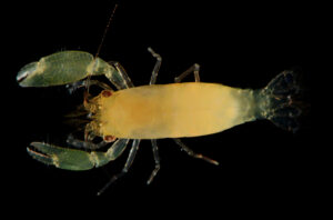 Unesconia coibensis Anker_Arthur Anker