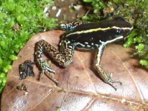 Phyllobates lugubris