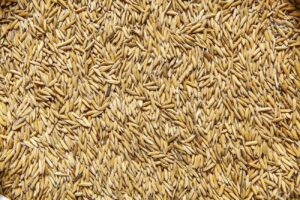 Pile of paddy.