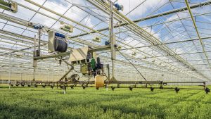 Semi-automatic spraying robot in a greenhouse specialized in the cultivation of chrysanthemum cut flowers