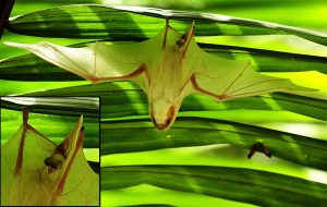 ghost bat by manuel sanchez mendoza