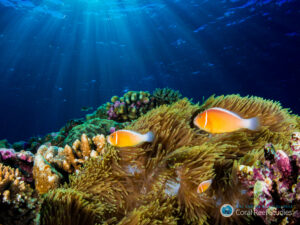 Amphiprion on the drop off_Credit to David Williamson