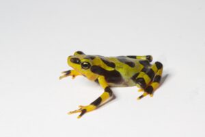 Atelopus_varius-Brian_Gratwicke.1