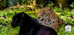 IMG-20210306-WA0167