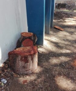 IMG-20210415-WA0253