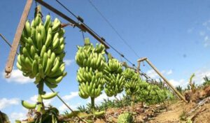 colombia-alerta-mal_de_panama