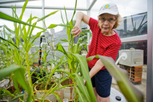 STRI_Tesosinte1_Nov_2013_SeanMattson