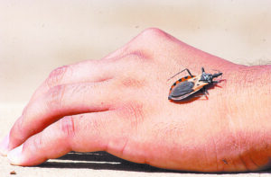 Chagas, un Mal Silencioso