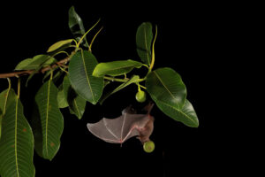Artibeus jamaicensis 11 - Photo by Christian Ziegler