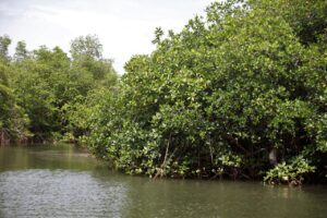 IMG-20210815-WA0071