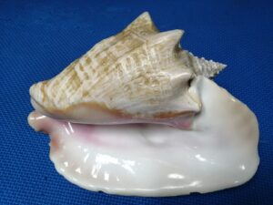 IMG-20210817-WA0042