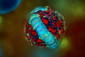 MicroPlaneta