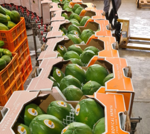 papaya-exportada