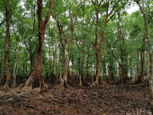 Manglares de la península de BATIPA