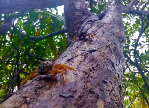 Image 11_Tree climbing crabs_by Javier Luque