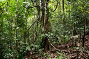 Lianas - Agua Salud por Jorge Aleman