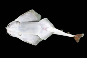 new shark 1_2