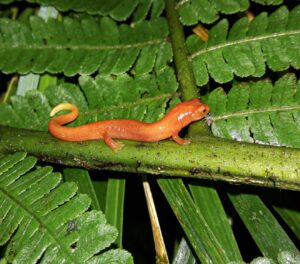 Salamandra de fuego chiricana 1 (Fotos de Roger Morales)