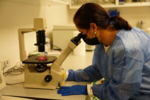 Estudio toxoplasmosis 2