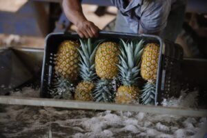 piña panameña