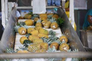 Piñas panameñas
