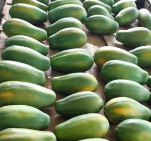 papayas