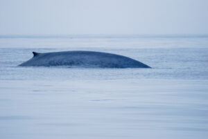 blue whale by David Slater Creative Commons