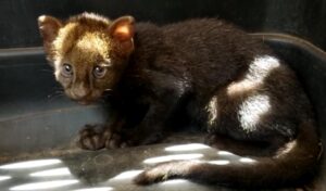 Felino-silvestre-3