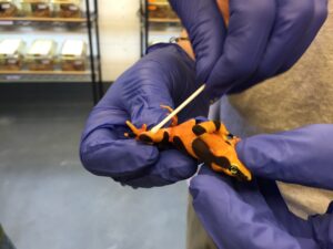 Swabbing Atelopus zeteki - Brian Gratwicke