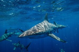 los_tiburones_duermen_2904_orig