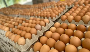 El-precio-de-la-cajilla-de-huevos-se-dispara-hasta-180-cordobas-en-algunos-mercados-de-Nicaragua-