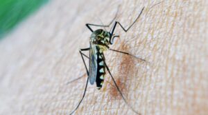 mosquito-213806_1280-800x445
