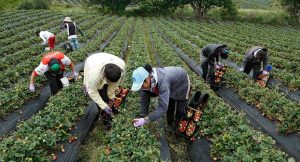 produccion-agropecuaria-transforman-el-sur-del-tolima