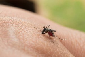 DENGUE-ARCHIVO