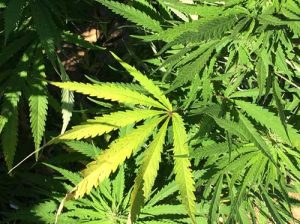marijuana-leaf-from-nida-farm