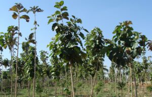 teak-plantation-289157_1280