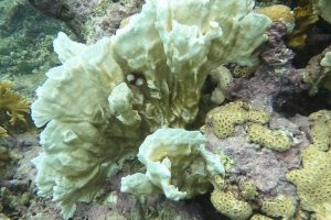 1_6 colorless coral