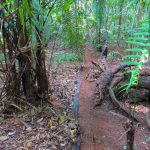 Hojas descompuestas: el alimento de los bosques tropicales