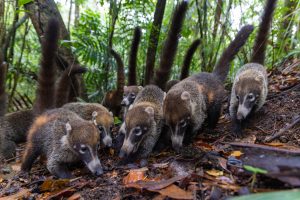 Coatis-Credit Christian Ziegler-Max Planck Institute of Animal Behavior