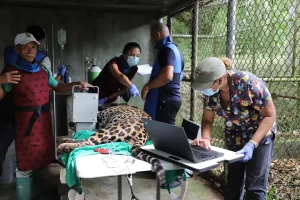 Felinos-Salud-Parque-Summit-1
