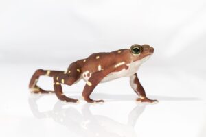 Atelopus glyphus