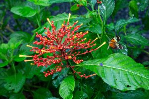 Punta_culebra-innaug-lepidomo-2