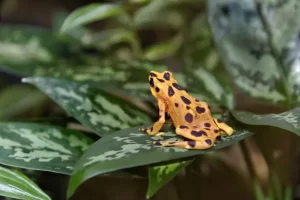 ranas-doradas-panamenas